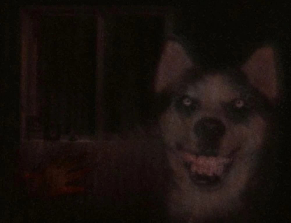 Smile dog