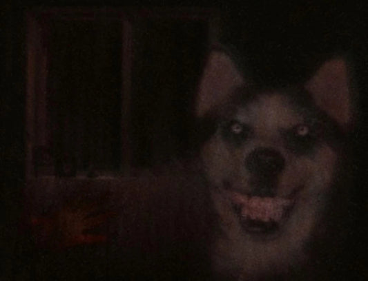 Smile dog